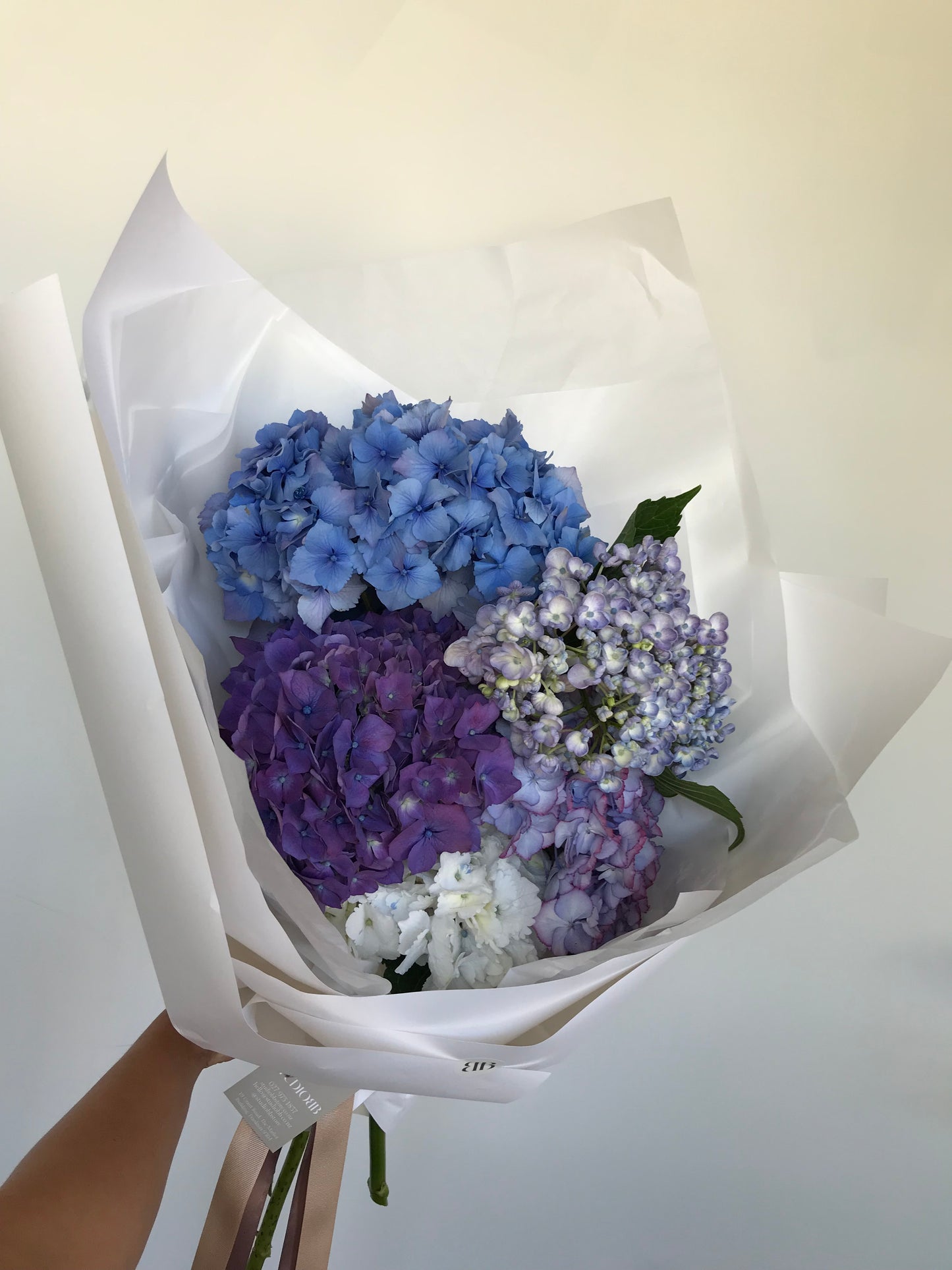 Hydrangea En Masse