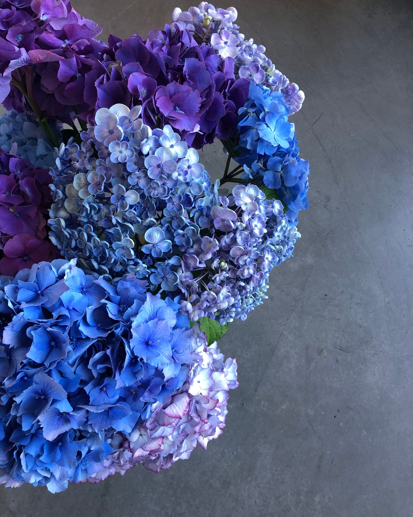 Hydrangea En Masse